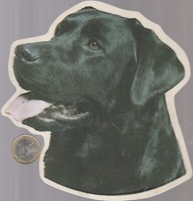 C44ani. animaux. chien. d'occasion  Aucamville