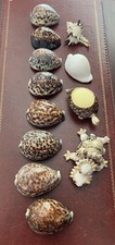 Lot coquillages collection d'occasion  Theix