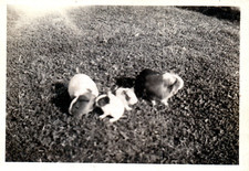 1960s snapshot guinea for sale  Buena Park