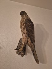 Tierpräperat habicht gebraucht kaufen  Gieboldehausen