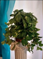 Linda planta cesta artificial realista Pothos comprar usado  Enviando para Brazil