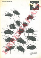 Entomologia insects and usato Entomologia insects and usato  Italia