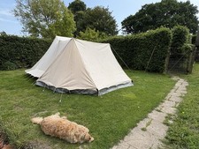 Waard zilvermeeuw dutch for sale  BATTLE