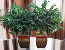 Nearly natural potted for sale  Dacono