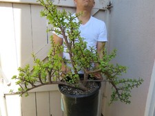 Portulacaria afra elephant for sale  Garden Grove