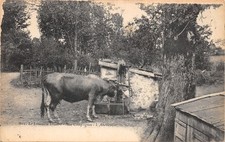 Scene limousin vache d'occasion  France