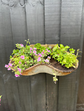 Wall planters cattle for sale  KING'S LYNN