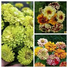 Zinnia variety pack for sale  Shipping to Ireland