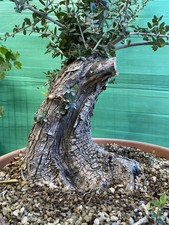 pre bonsai usato pre bonsai usato Modica