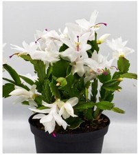 Christmas cactus white for sale  Menifee