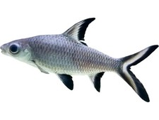 One bala shark for sale  Discovery Bay