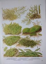 Botanical print moss for sale  BIRKENHEAD