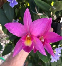 Orchidea sophronitis cernua usato  Spedire a Italy