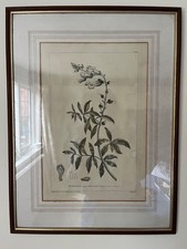 framed botanical prints for sale  WOODBRIDGE