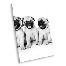 pug pups for sale  STRABANE