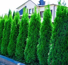 Thuja ccidentalis smaragd gebraucht kaufen  Goch