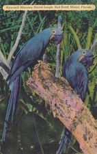 Cartão postal Miami Florida FL papagaio selva vibrante azul jacinto araras D19 comprar usado  Enviando para Brazil