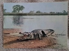 Carte postale crocodile d'occasion  Les Arcs