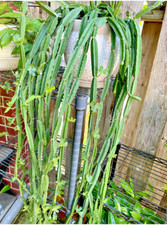 Vedlt grape cucumber for sale  Houston