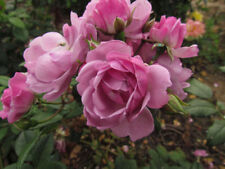 Lilac bouquet 5.5lt for sale  SPALDING