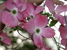 Red flowering dogwood for sale  Elko