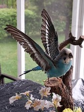 Blue budgerigar australian for sale  Huguenot