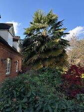 Large real palm for sale  KENILWORTH