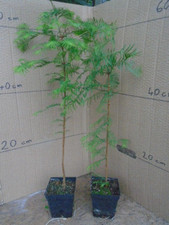 Metasequoia glyptostrodoides c for sale  TAUNTON