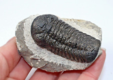 Fossil trilobite phacops for sale  BECCLES