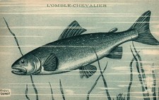 Illustrateur raoul guinot d'occasion  Pontailler-sur-Saône