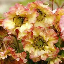 Geum pretticoats peach for sale  BELPER