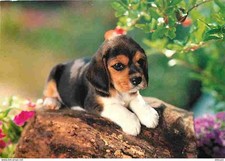 Animals dogs beagle d'occasion  Expédié en Belgium