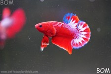 Premium male hellboy for sale  Miami