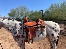 Bob custom saddles for sale  Phoenix