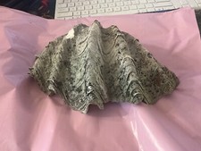 Antique large half for sale  WEYMOUTH