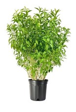Jasmine night blooming for sale  USA