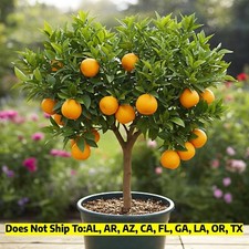 navel washington tree orange for sale navel washington tree orange for sale Fort Mill