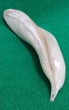 Polished freshwater pearl for sale  San Antonio