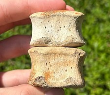Associated fossil triceratops for sale  Coppell