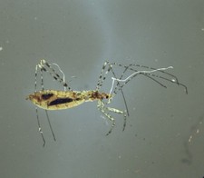 larvae for sale larvae for sale GREAT YARMOUTH