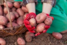 Simply seed red for sale  East Grand Forks