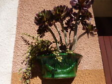 Beaux tronçons plante d'occasion  Saint-Cyprien