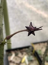 Ceropegia stapeliformis 4.5 for sale  Jacksonville