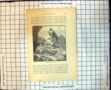 Antique old print for sale  UK