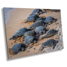 Bale turtles maui for sale  Livingston