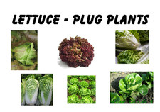 Lettuce plug plants for sale  WHITCHURCH