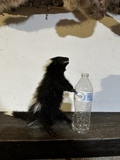 Super cute little for sale  New York