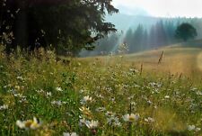 Blühende waldwiese blumen gebraucht kaufen  Würzburg