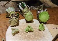 Japanese wasabi root for sale  Russell