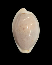 Shell cypraea boivinii usato  Italia